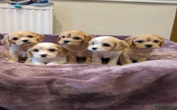 Cavachon dogs for sale: 8 Beautiful Cavachons💙💙💙🩷🩷🩷🩷🩷 - Image 12