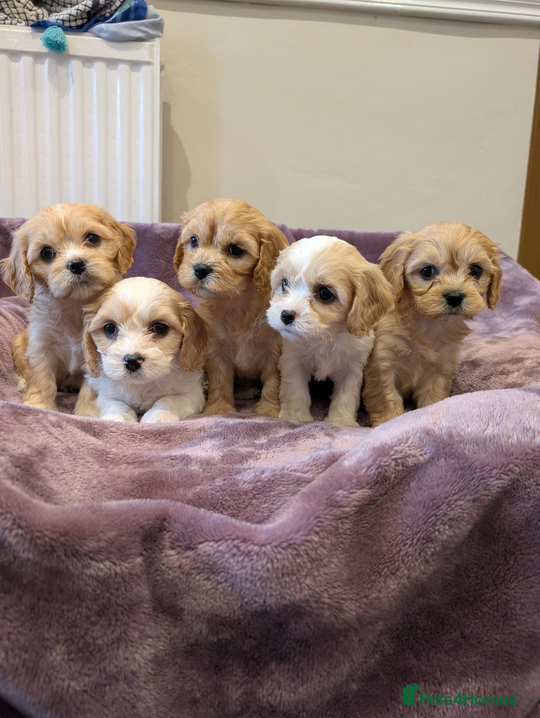 Cavachon dogs for sale: 8 Beautiful Cavachons💙💙💙🩷🩷🩷🩷🩷 - Image 12
