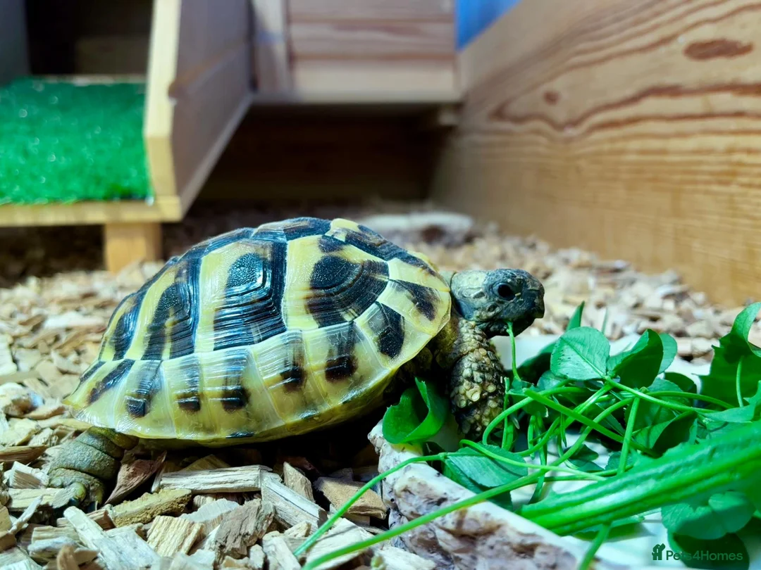 Hermann Tortoise reptiles for sale: Hermann's Tortoise 2 Years Old, Setup, Article 10 in Dinas Powys - Advert 2