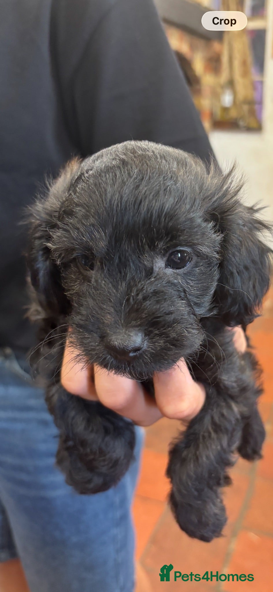 Cockapoo dogs One cockapoo puppy left READY NOW - Advert 1
