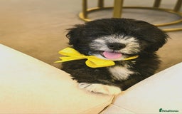 Mixed Breed dogs for sale: Shichon puppies for sale - Image 4