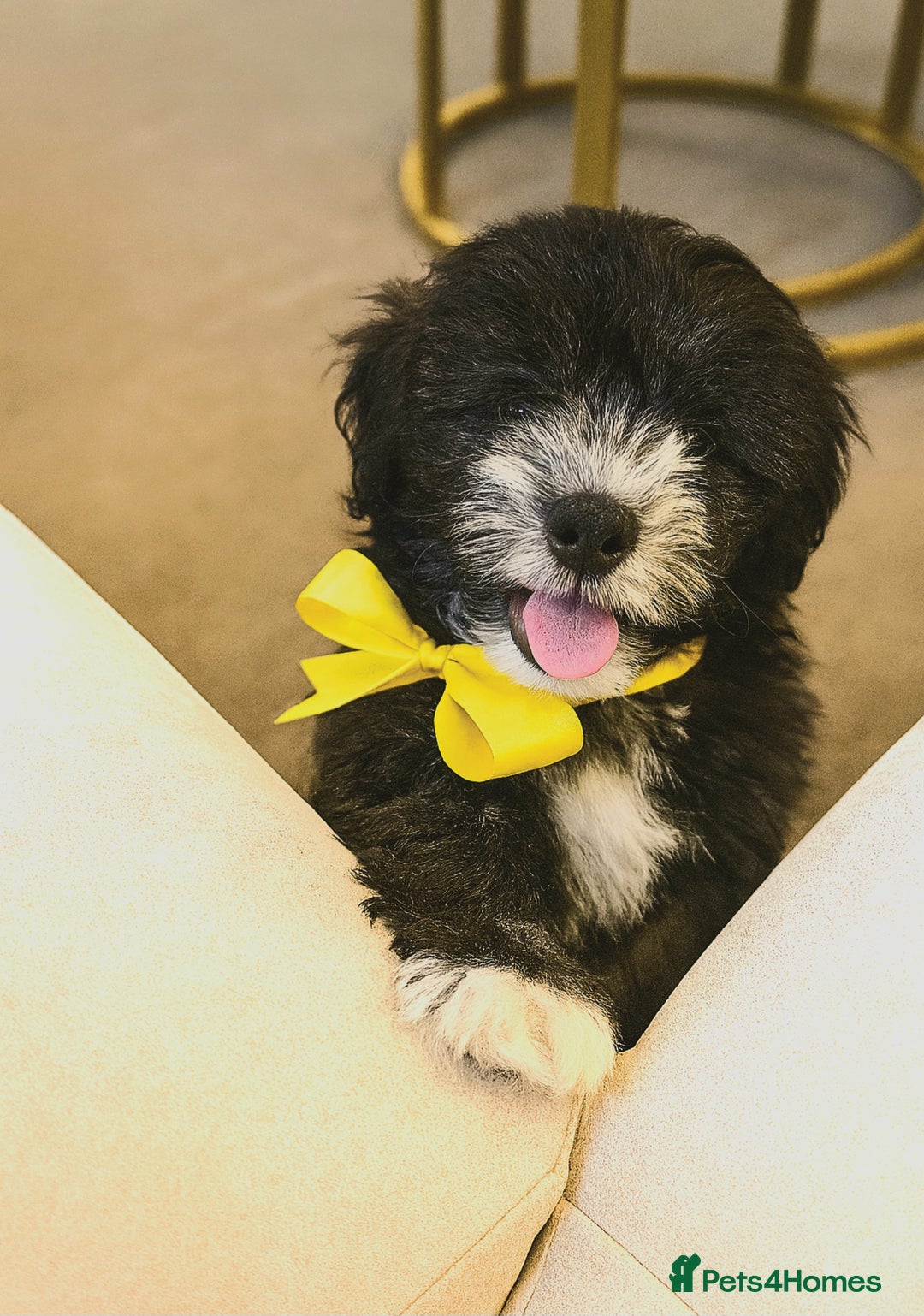 Mixed Breed dogs for sale: Shichon puppies for sale - Image 4