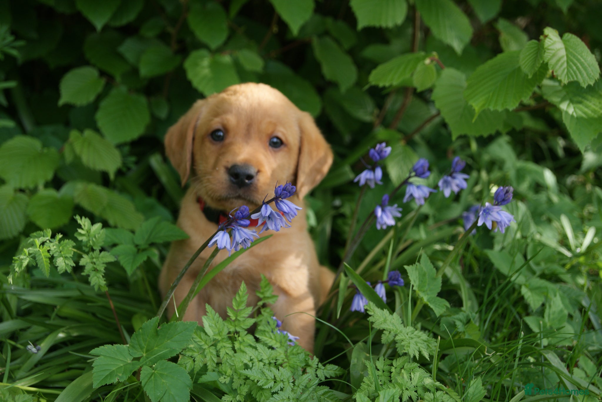 Labrador Retriever dogs Fox red Labrador puppies - Advert 9