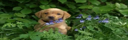 Labrador Retriever dogs for sale: Fox red Labrador puppies - Advert 5