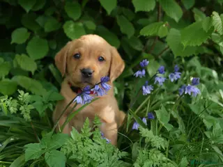 Labrador Retriever dogs Fox red Labrador puppies - Advert 9