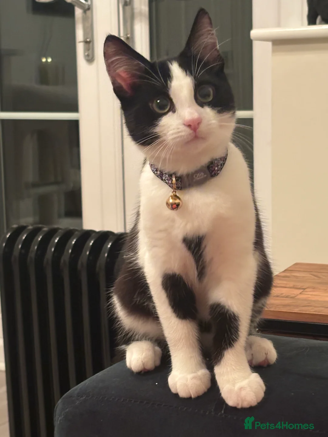 Domestic Shorthair cats for sale: Tuxedo 7 month Cat Boy For Sale  - Advert 6