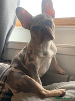 French Bulldog dogs - Advert 1