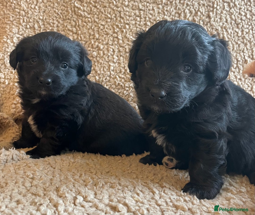 Mixed Breed dogs for sale: Corgipoo 🐾🐶 - Advert 7