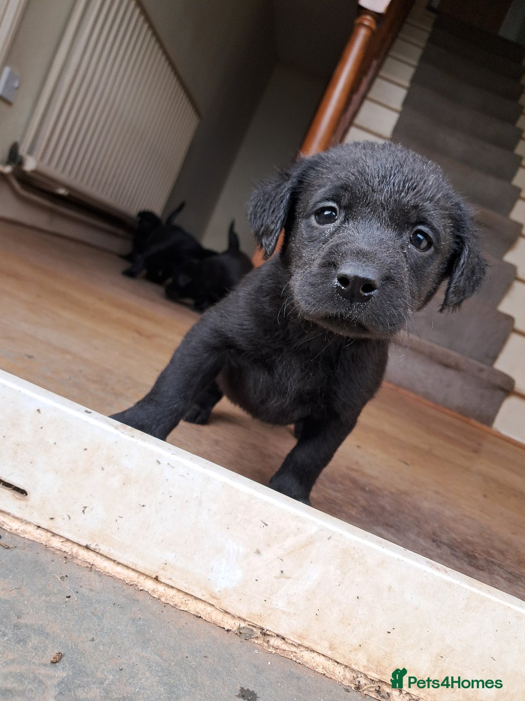 Labrador Retriever dogs for sale: Black working labrador puppies - Image 4