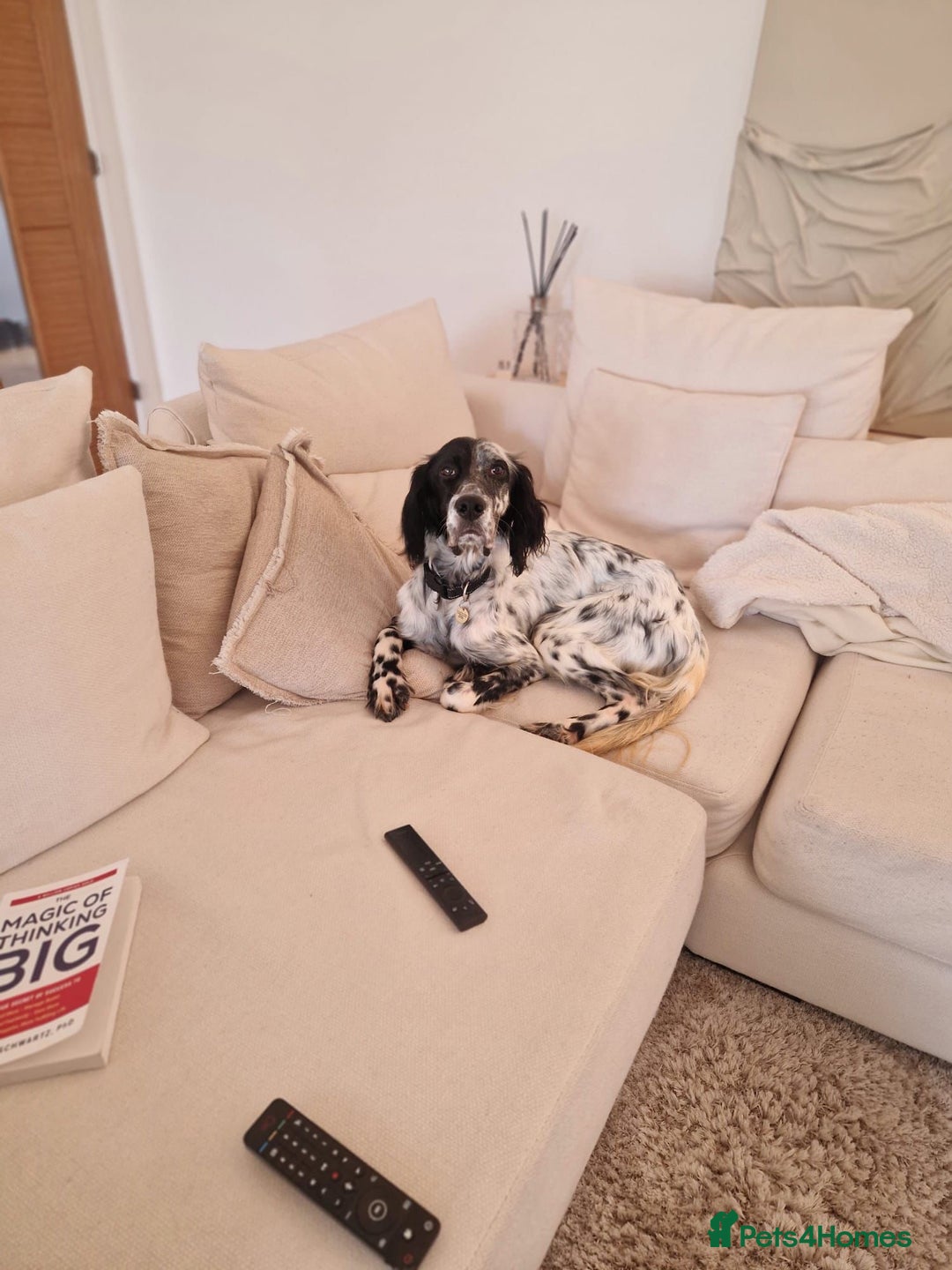 English Setter dogs for adoption: Tae   - Advert 17