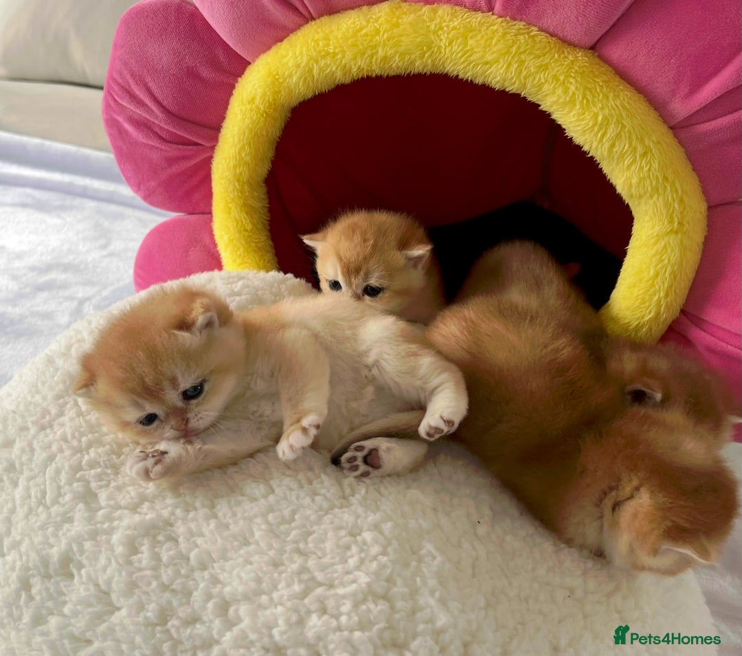 British Shorthair cats for sale: British Shorthair NY12 Kittens  - Image 9