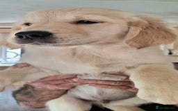 Golden Retriever dogs for sale: Golden Retreiver Puppies  - Image 19