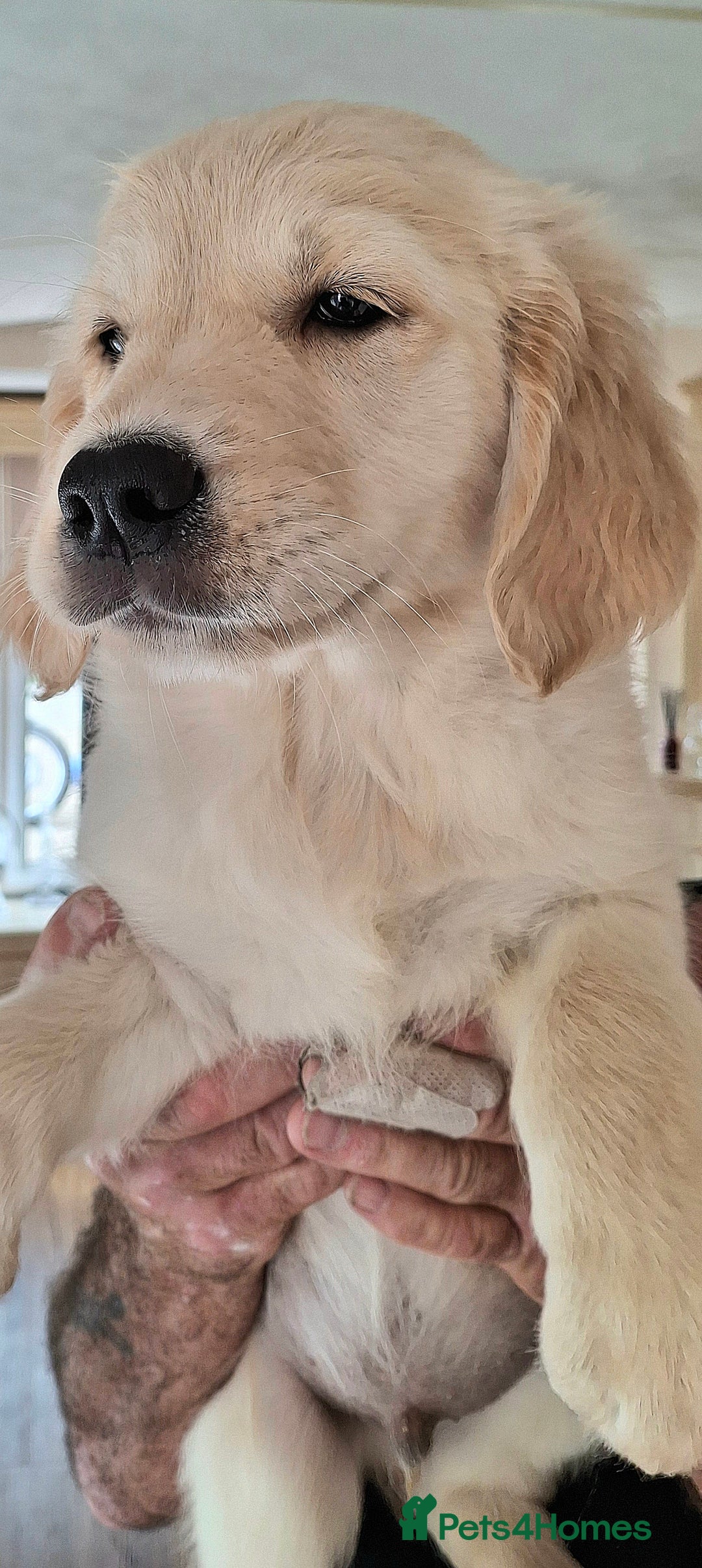 Golden Retriever dogs for sale: Golden Retreiver Puppies  - Image 19