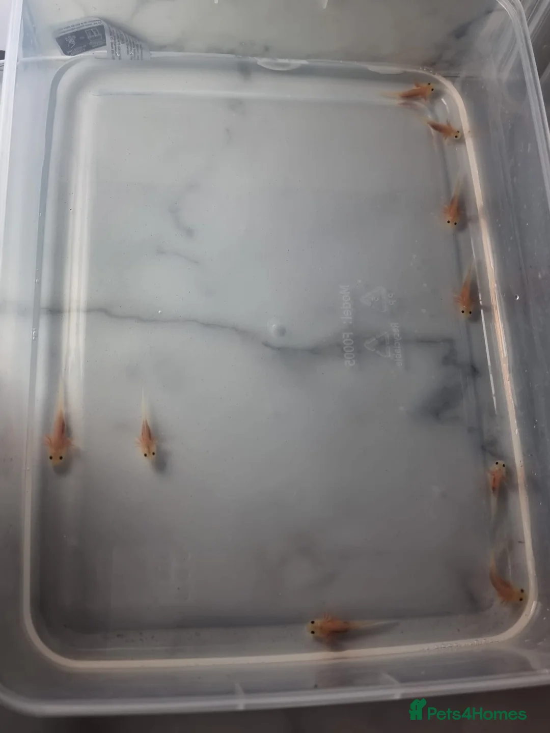 Axolotl reptiles for sale: Leucistic Axolotl Babies – Home Bred – Ready Soon - Advert 6