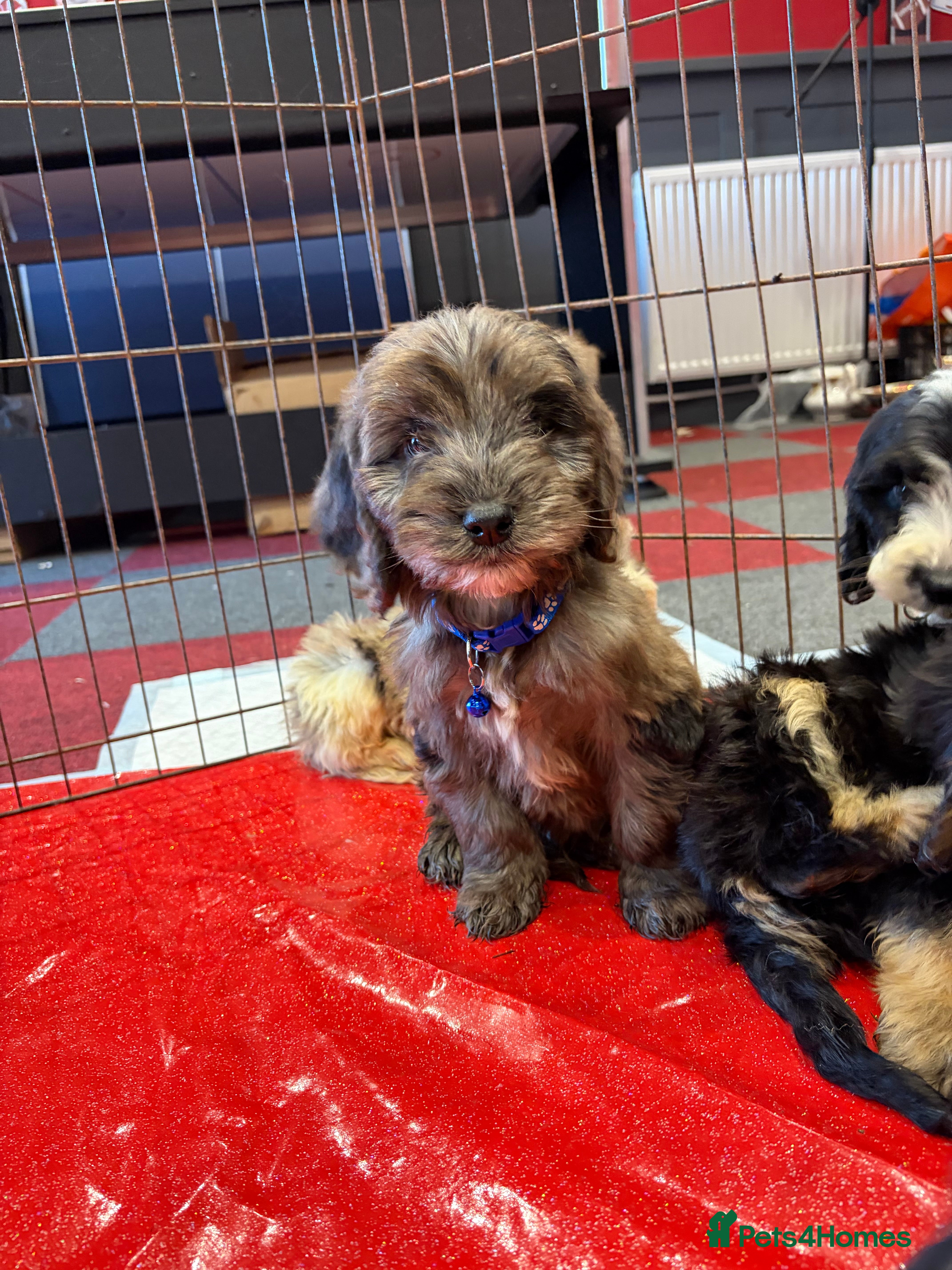 Cockapoo dogs Stunning unique cockapoo puppies ready now - Advert 12