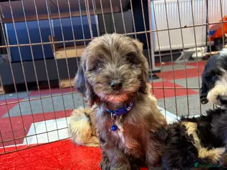 Cockapoo dogs Stunning unique cockapoo puppies ready now - Advert 12