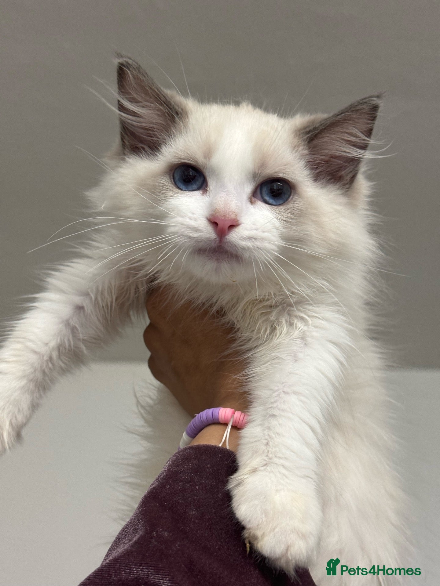 Ragdoll cats Retired queens and Registered Ragdoll kittens - Advert 1