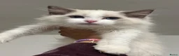 Ragdoll cats for sale: Registered Ragdoll kittens & RETIRED QUEENS - Advert 4