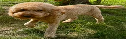 Standard Poodle dogs for adoption: 🐾 GLORIA – Female Miniature Poodle 🐾 in Caterham - Advert 3