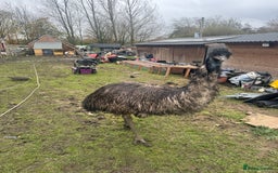 Emus poultry for sale: Sparkles the emu and baby rhea for sale - Image 2