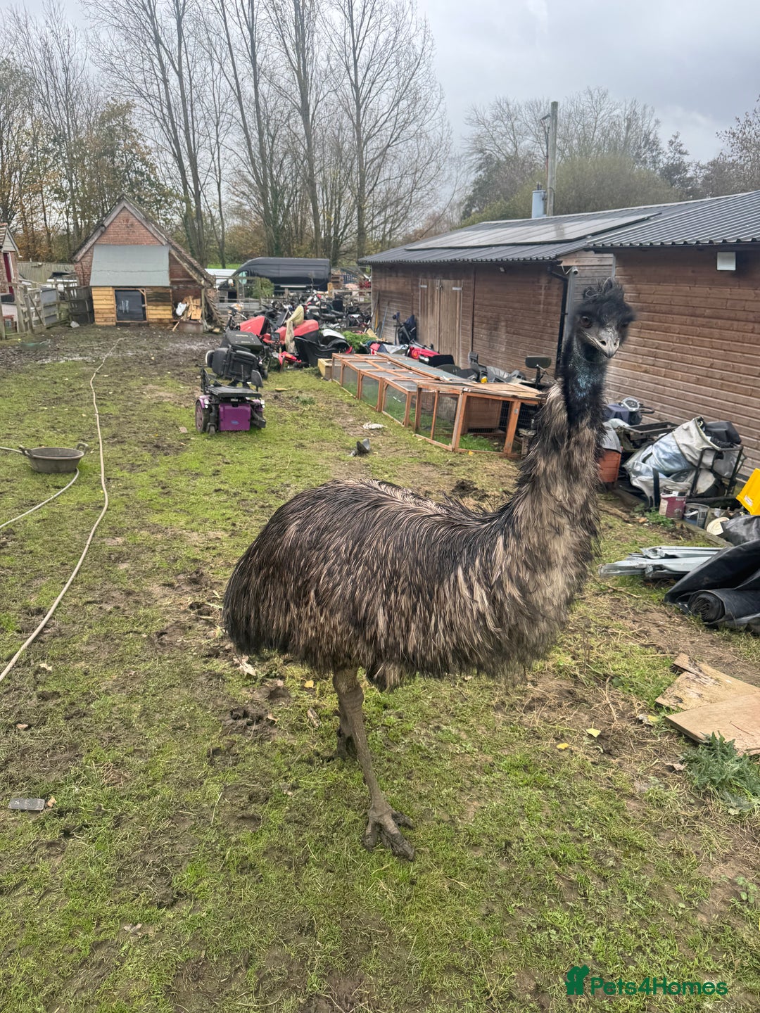 Emus poultry for sale: Sparkles the emu and baby rhea for sale - Image 2