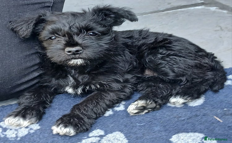 Miniature Schnauzer dogs - Advert 2