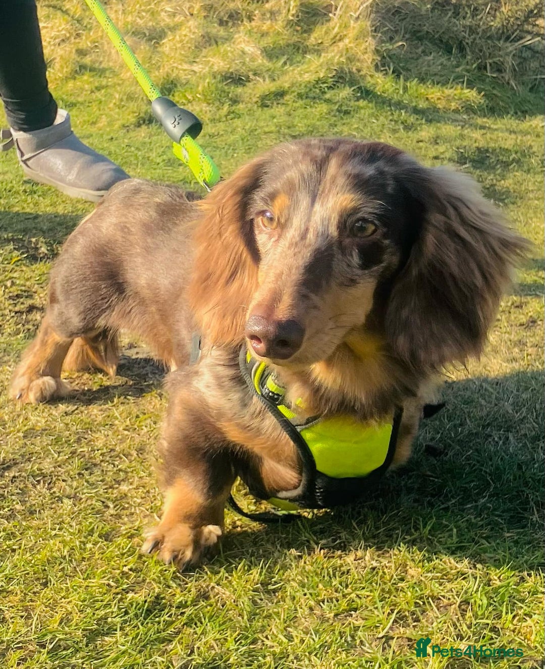 Miniature Dachshund dogs for stud: KC Reg Long Haired Choc Dapple Miniature Dachshund in Gunnislake - Advert 2