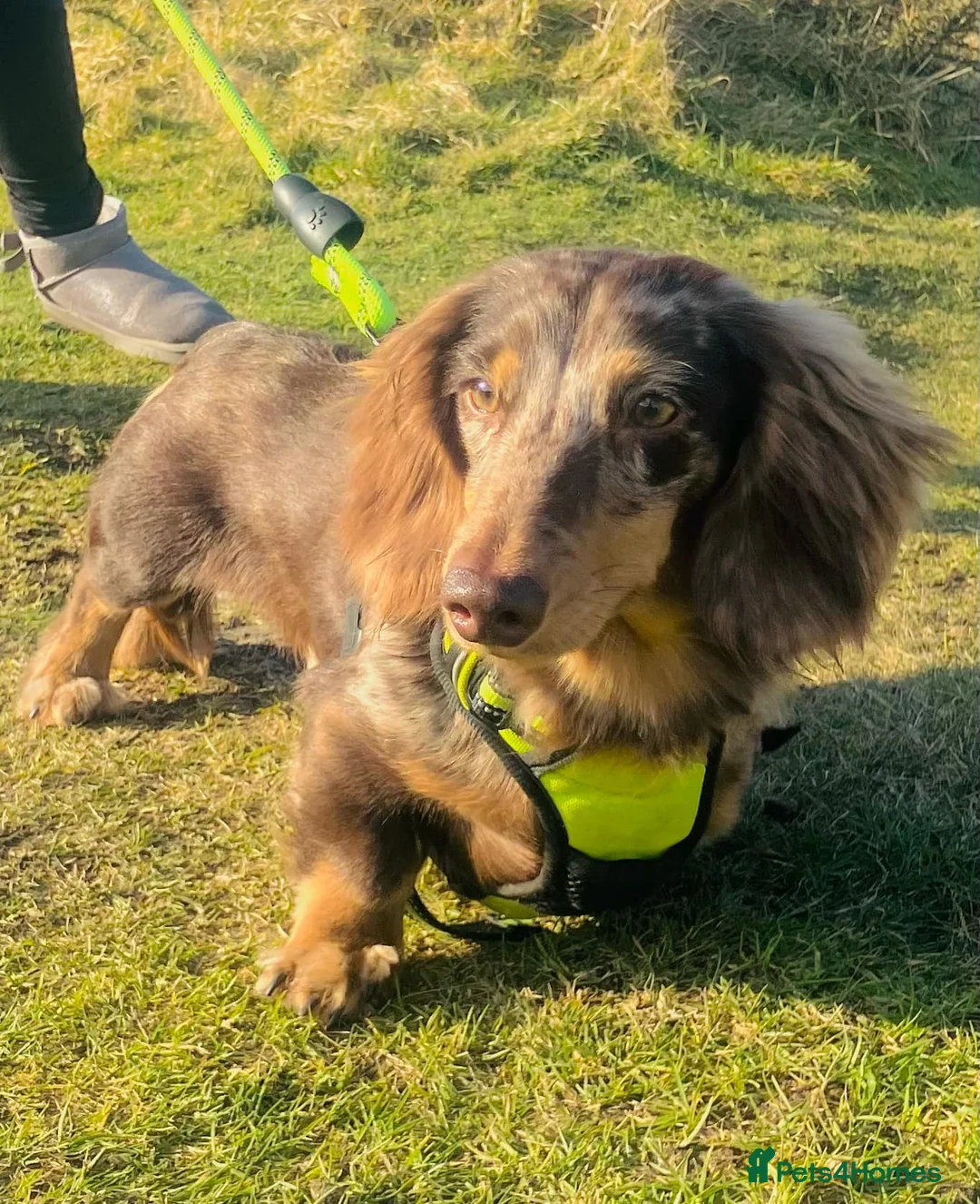 Miniature Dachshund dogs for stud: KC Reg Long Haired Choc Dapple Miniature Dachshund in Gunnislake - Advert 2