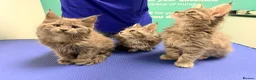 Maine Coon cats for sale: Ready now, blue smoke maine coon kitten TICA reg - Advert 7