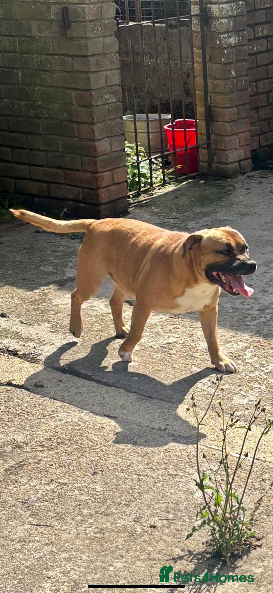 Staffordshire Bull Terrier dogs for stud: Big beautiful Staffordshire Bull Terrier for Stud  - Advert 3