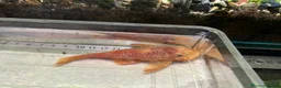 Plecos fish for sale: Beautiful Ancistrus in Croydon. - Advert 12