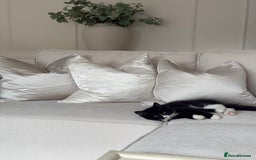 Mixed Breed cats for sale: Our Beautiful Dice - Image 9