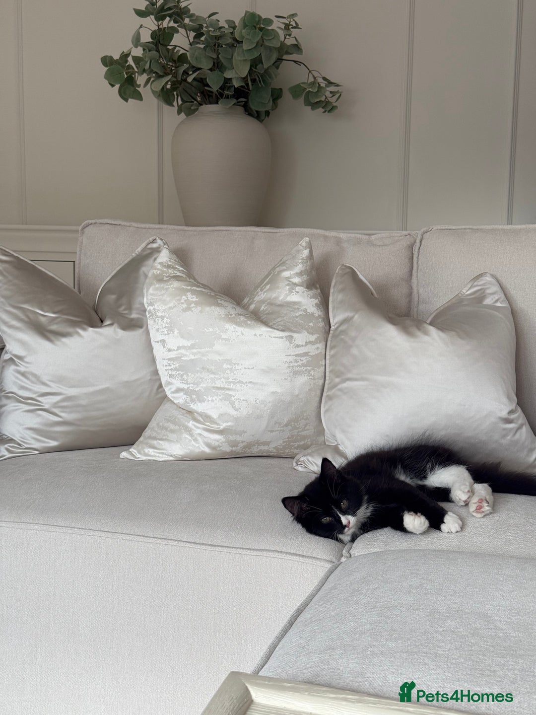 Mixed Breed cats for sale: Our Beautiful Dice - Image 9