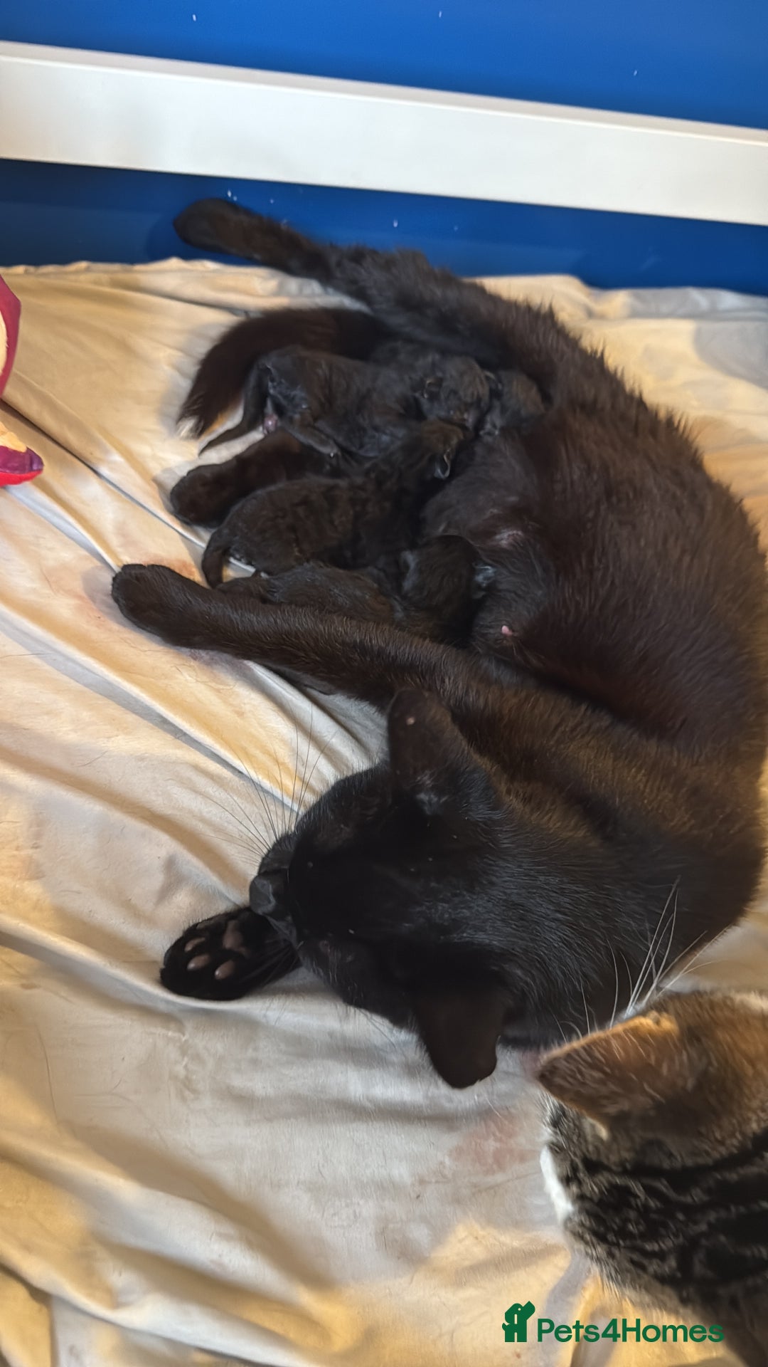 Domestic Shorthair cats for sale: 2 litters  - Image 5