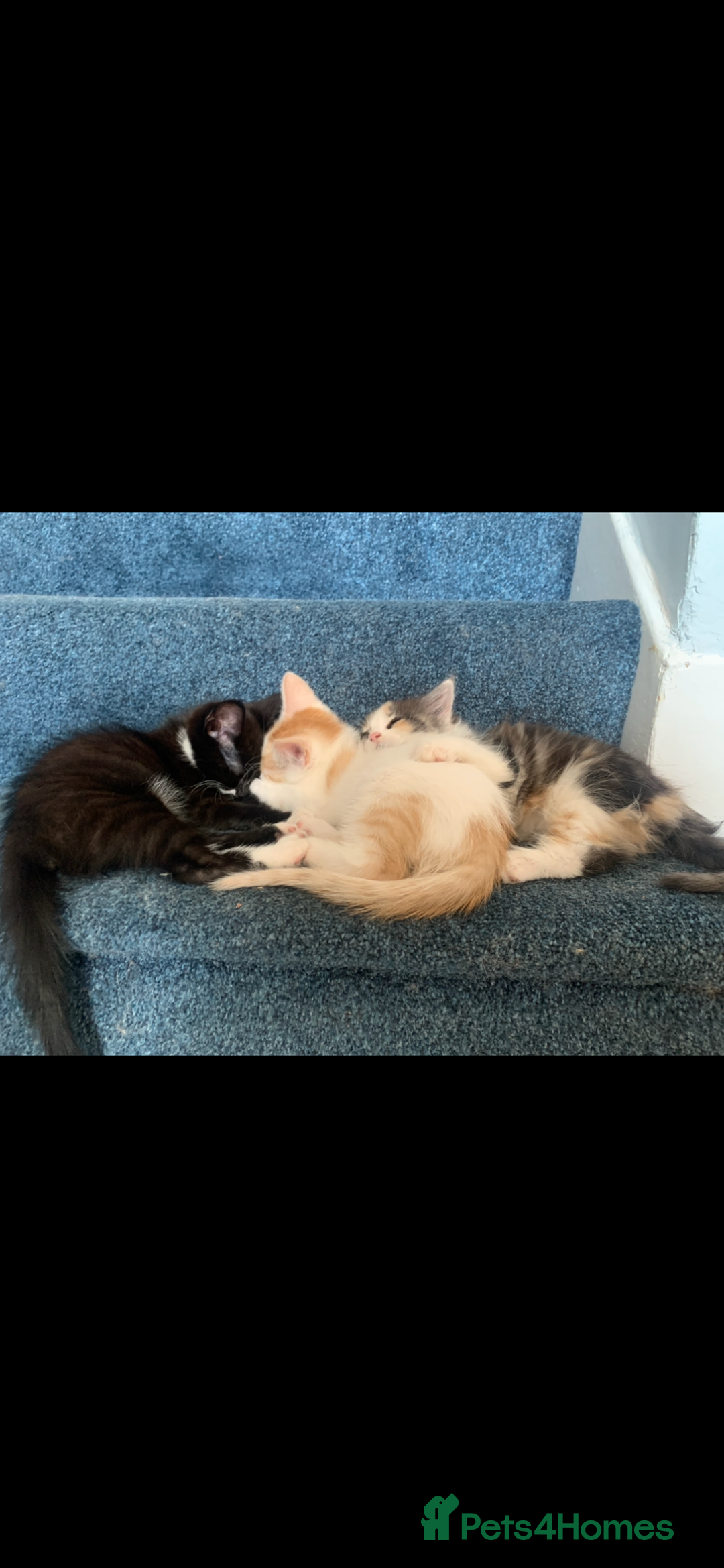 Mixed Breed cats for sale: 5 beautiful kittens ready for their forever home  - Image 22
