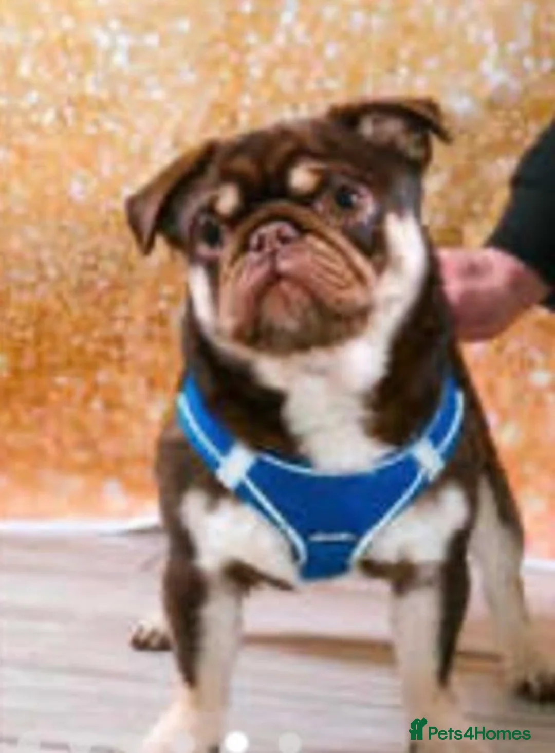 Pug dogs for sale: Black and Tan male pug  - Advert 7