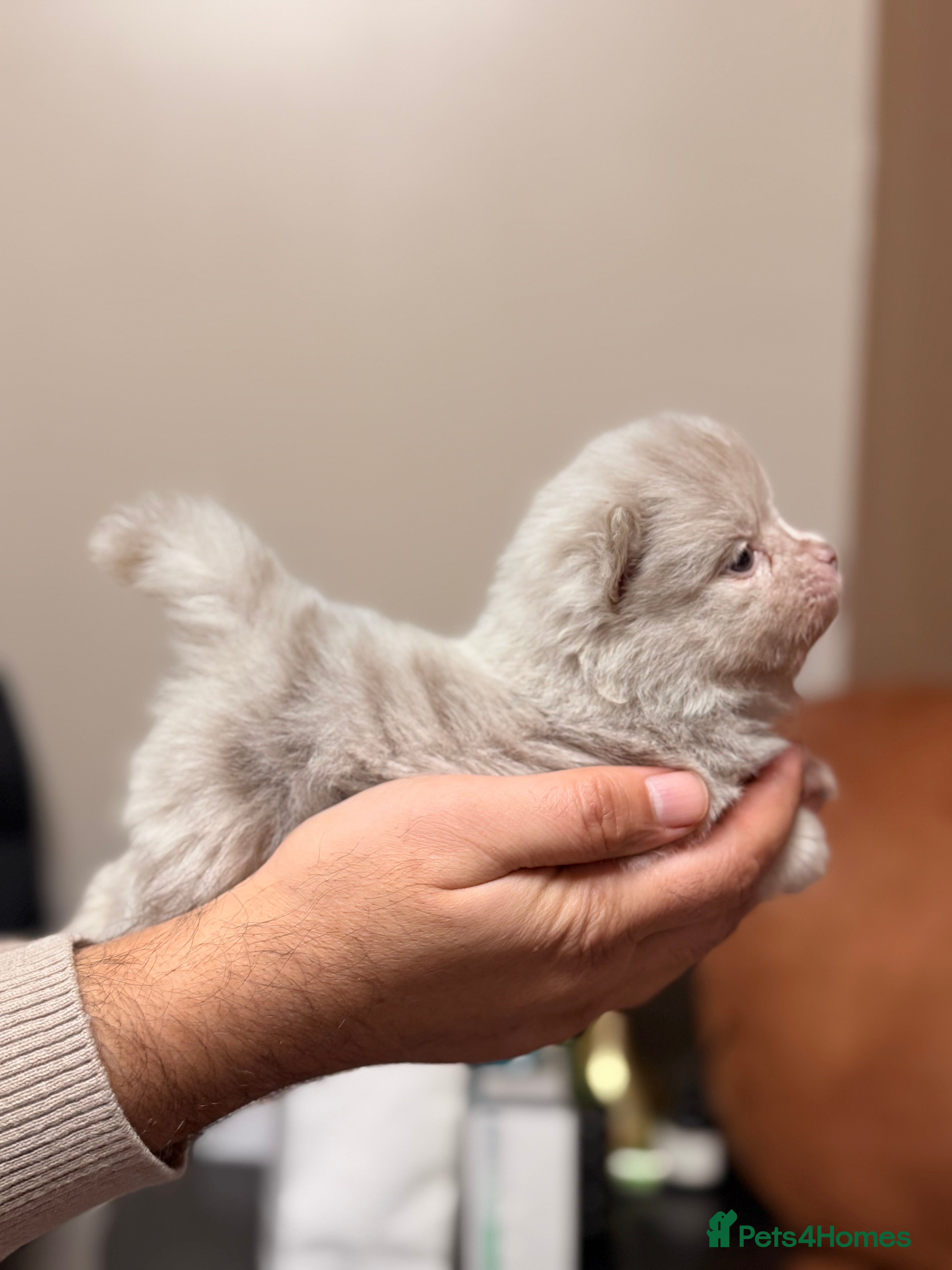 Pomeranian dogs 🧸 Dream Teddy Bear( Price reduced) - Advert 5