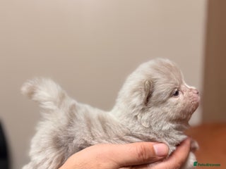 Pomeranian dogs 🧸 Dream Teddy Bear( Price reduced) - Advert 5