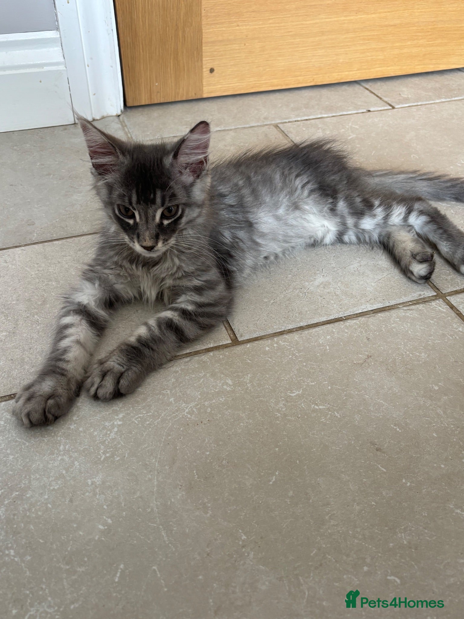 Maine Coon cats 🐾 Exceptional TICA Registered Maine Coons 🐾 - Advert 3