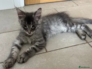 Maine Coon cats 🐾 Exceptional TICA Registered Maine Coons 🐾 - Advert 3