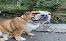 English Bulldog dogs for sale: English bulldog male - Image 7