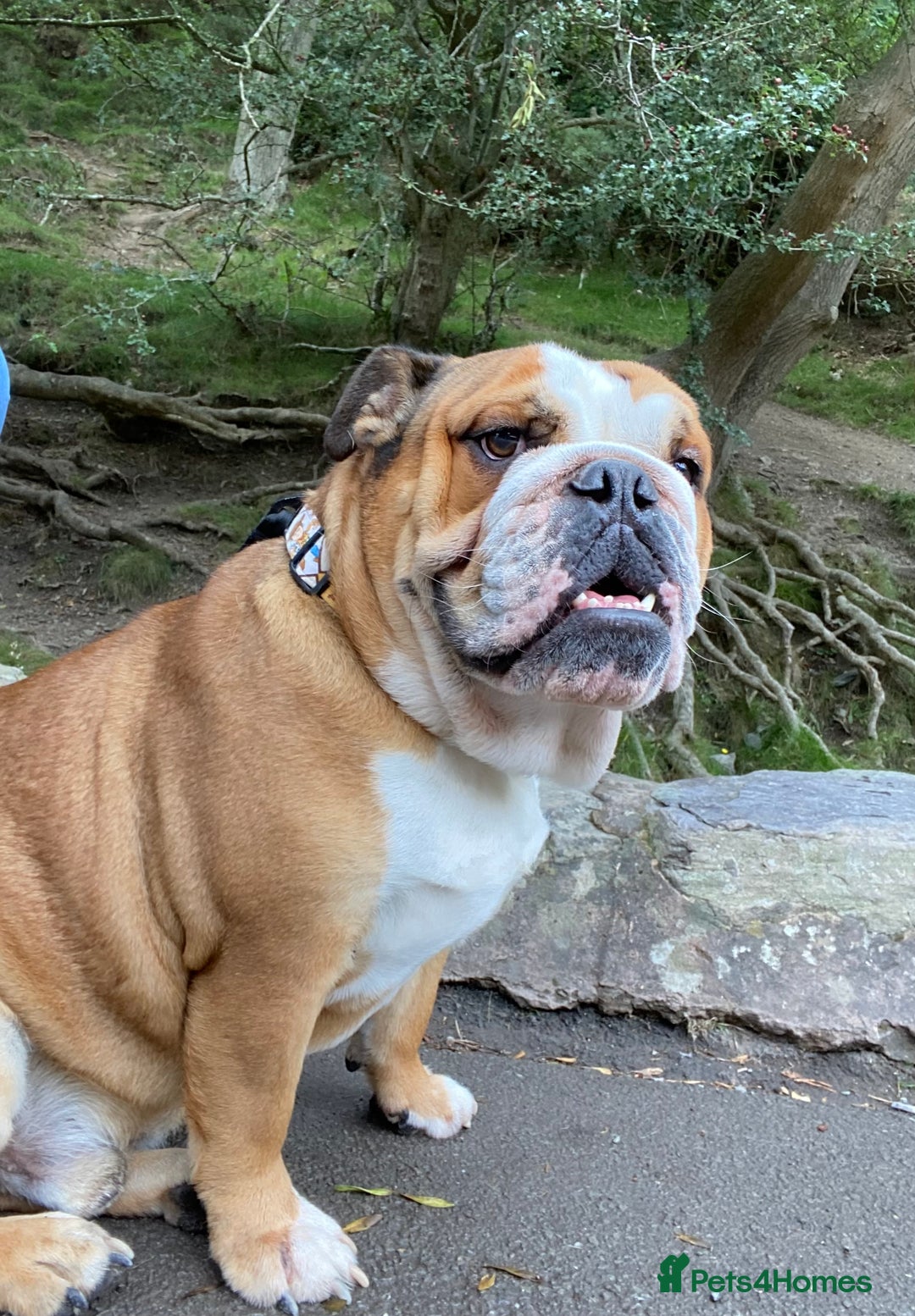 English Bulldog dogs for sale: English bulldog male - Image 7