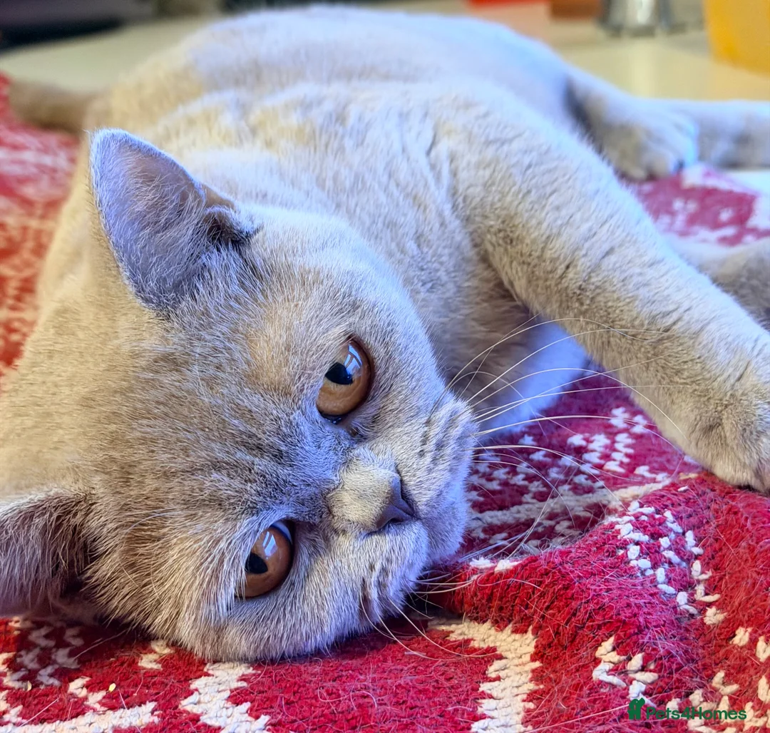 British Shorthair cats for sale: Delightful Lilac BSH girl available.  - Advert 1