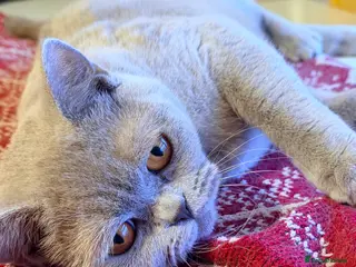 British Shorthair cats Delightful Lilac BSH girl available. - Advert 1