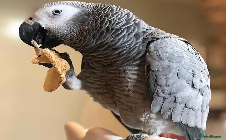 Parrots birds - Advert 1