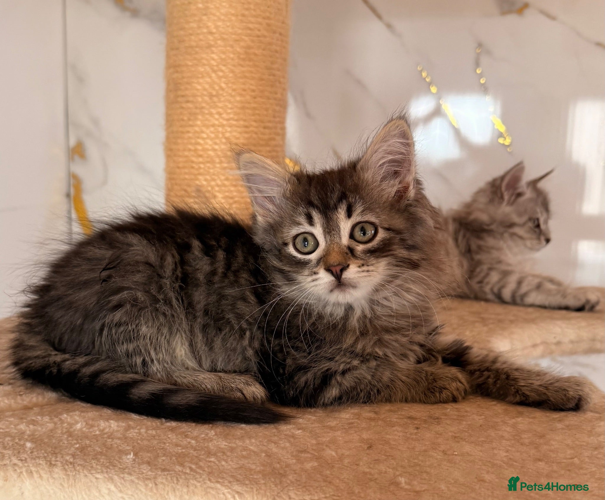 Siberian cats New imported lines Siberian kittens - Advert 2