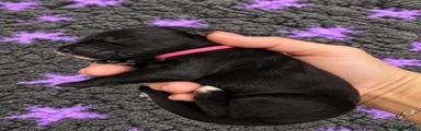 Bernedoodle pink collar