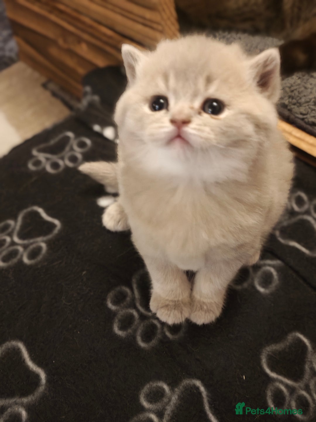 British Shorthair cats for sale: British Shorthair and Longhair  GCCF registered  - Advert 1