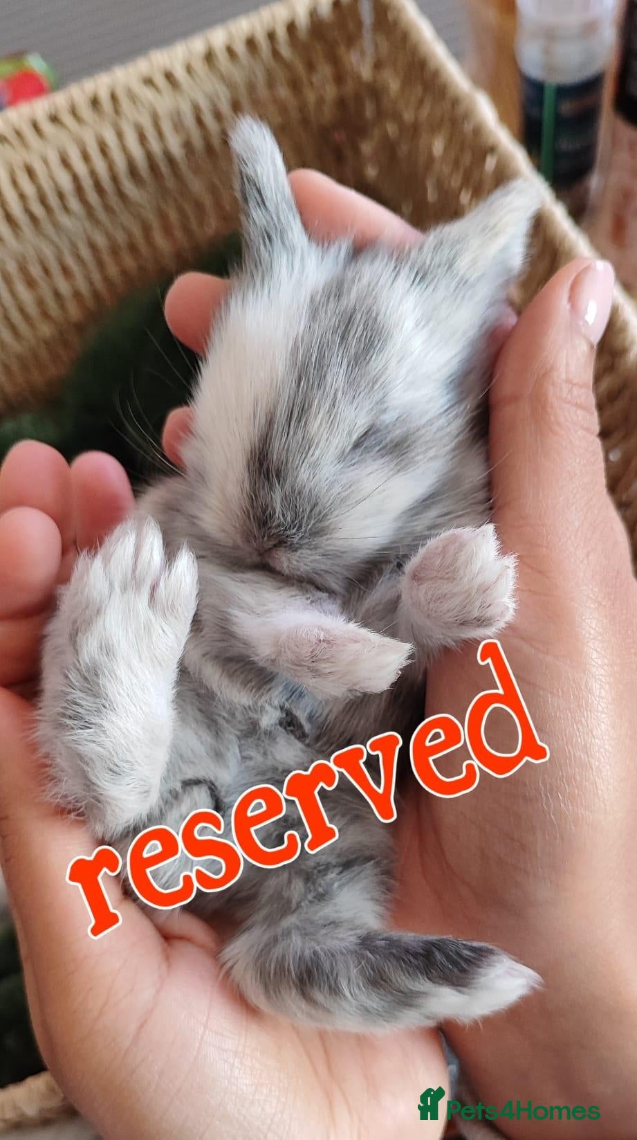 Mini Lop rabbits Mini lop/lion head new arrivals  - Advert 2