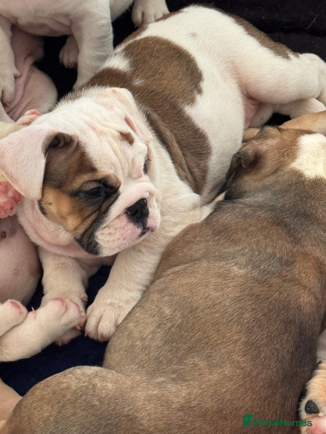 English Bulldog dogs for sale: KC Registered English Bulldog Puppies READY NOW!! - Image 17
